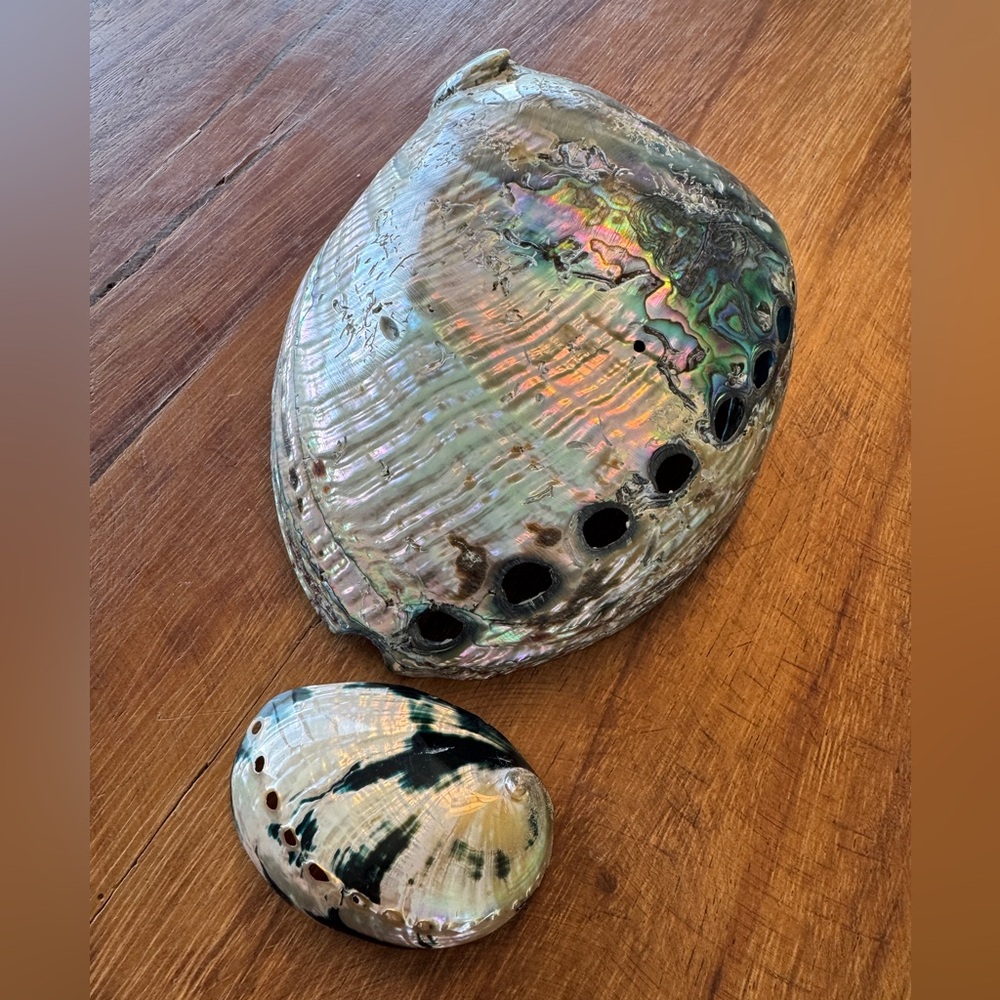 Iridescent Abalone Shells